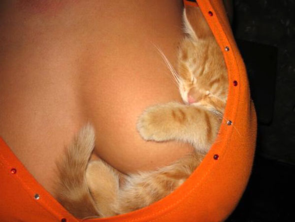 [Image: blog_catBreast.jpg]